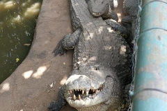 IMG-20190319-WA0002