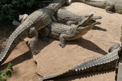 IMG-20190319-WA0003